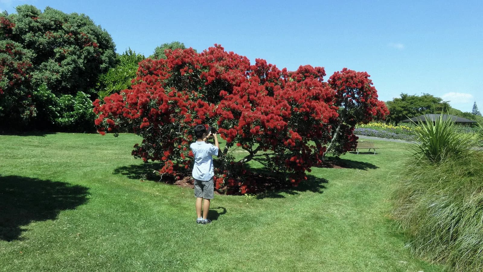 A pōhutukawa tree in full red bloom in a sunny park, with someone photographing it.